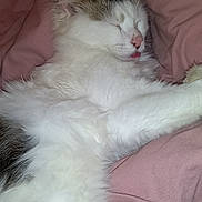 Chouchou participe au concours pour gagner de l'argent avec cette photo : cat, sleeping, tongue_out, fluffy, white_fur, brown_fur, pet, indoor, blanket, pink, cozy, resting, cute, animal, feline, relaxed, fur, whiskers, ears, nose
