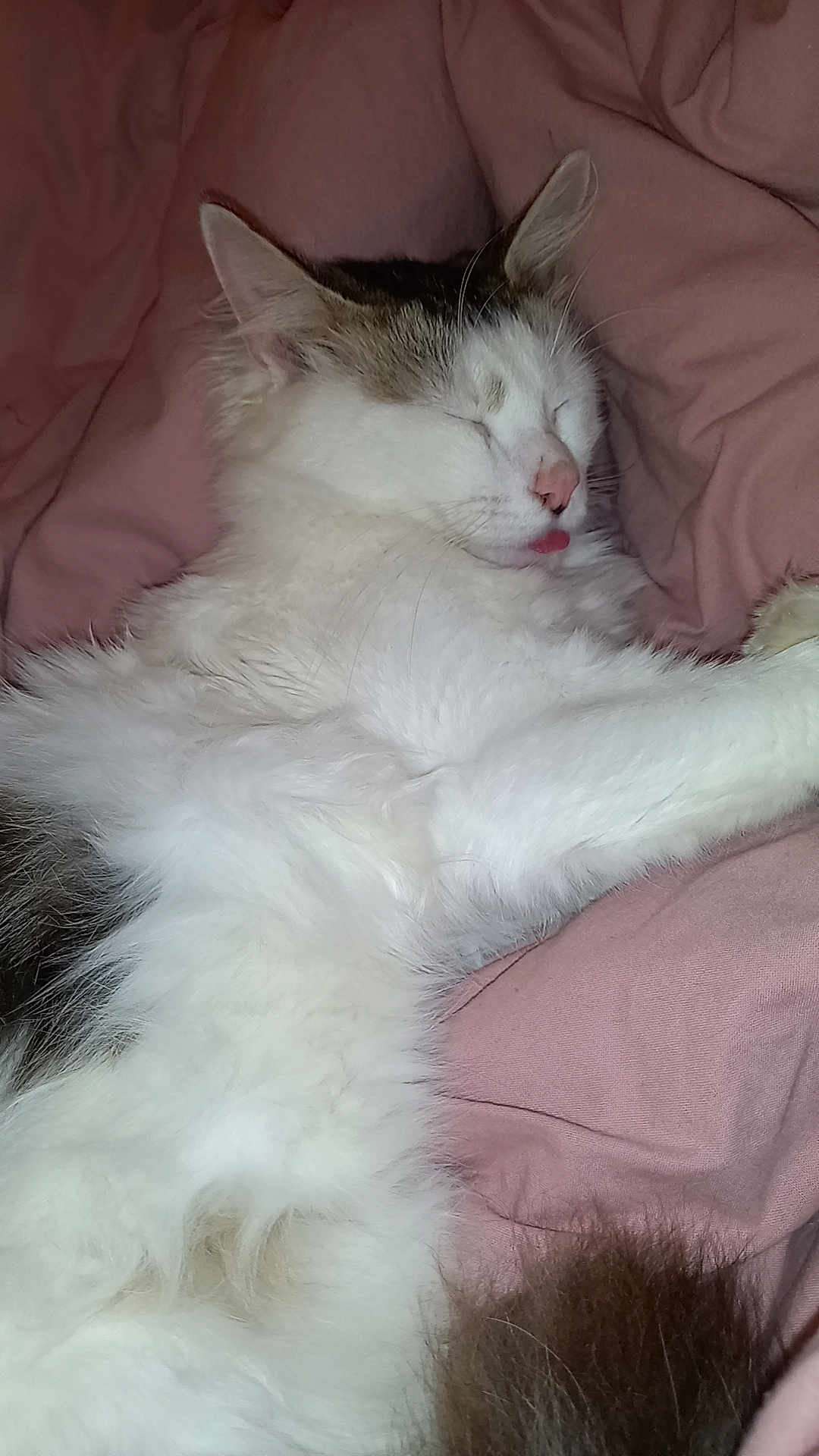 Chouchou participe au concours pour gagner de l'argent avec cette photo : cat, sleeping, tongue_out, fluffy, white_fur, brown_fur, pet, indoor, blanket, pink, cozy, resting, cute, animal, feline, relaxed, fur, whiskers, ears, nose