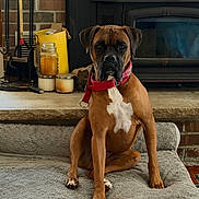 Rock joined the competition — help win amazing prizes! animal, boxer, brick_wall, brown_dog, candles, collar, cozy, dog, dog_bed, fireplace, fireplace_tools, floor_rug, home_interior, indoor, pet, portrait, relaxed, sitting, wood_floor, yellow_bucket
