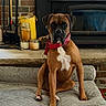 animal, boxer, brick_wall, brown_dog, candles, collar, cozy, dog, dog_bed, fireplace, fireplace_tools, floor_rug, home_interior, indoor, pet, portrait, relaxed, sitting, wood_floor, yellow_bucket