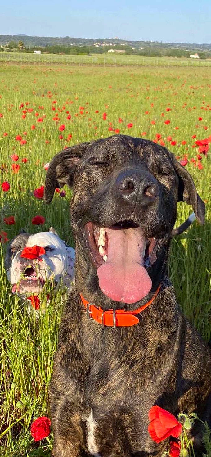 Outch participe au concours pour gagner de l'argent avec cette photo : canidae, carnivore, collar, companion_dog, dog, dog_breed, dog_collar, fawn, flower, grass, grassland, guard_dog, happy, herbaceous_plant, leash, plant, snout, sporting_group, working_animal, working_dog