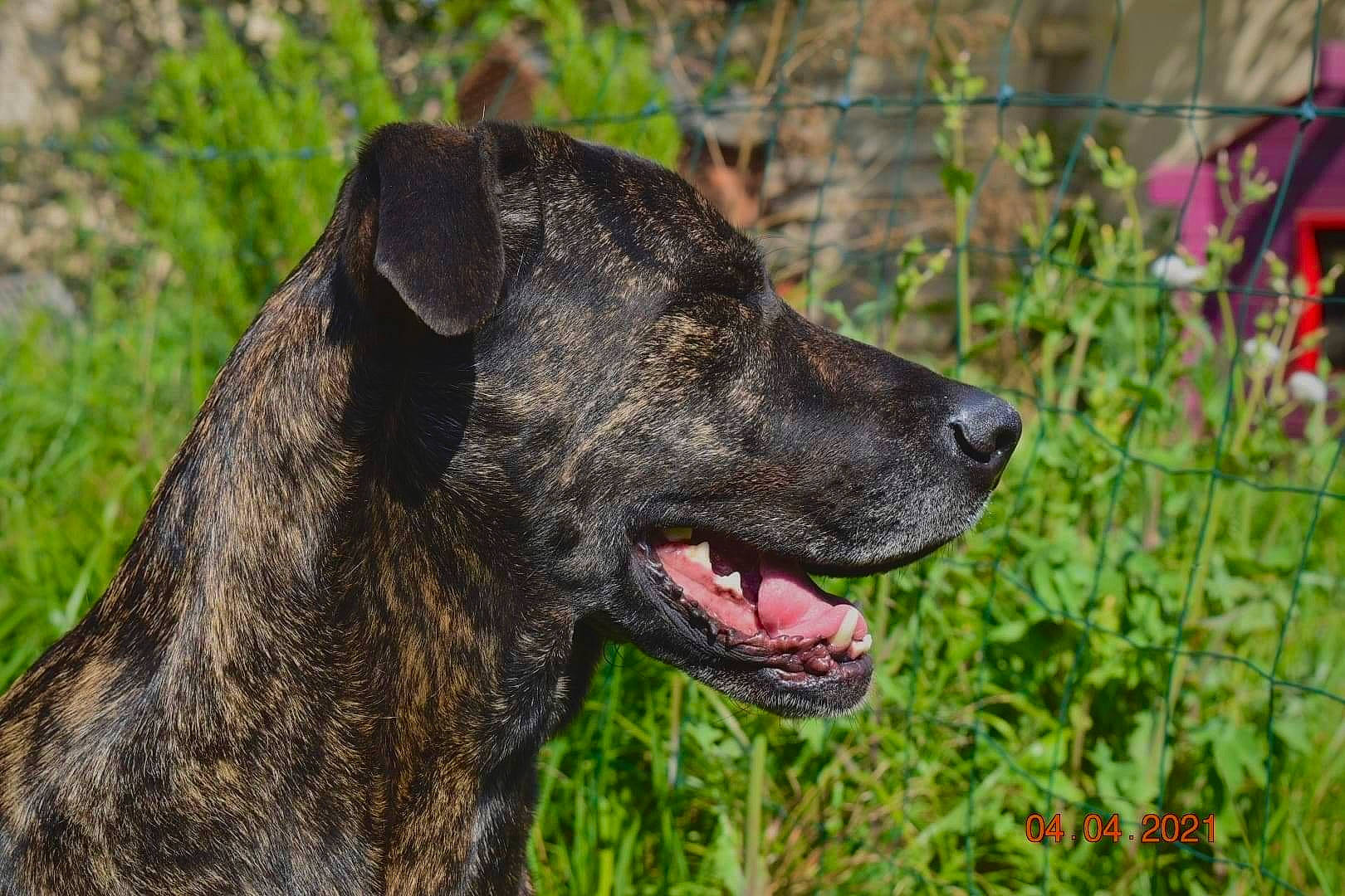 Outch participe au concours pour gagner de l'argent avec cette photo : borador, canidae, carnivore, collar, companion_dog, dog, dog_breed, dog_collar, fang, fawn, fur, grass, guard_dog, plant, snout, sporting_group, terrestrial_animal, whiskers, working_animal, working_dog