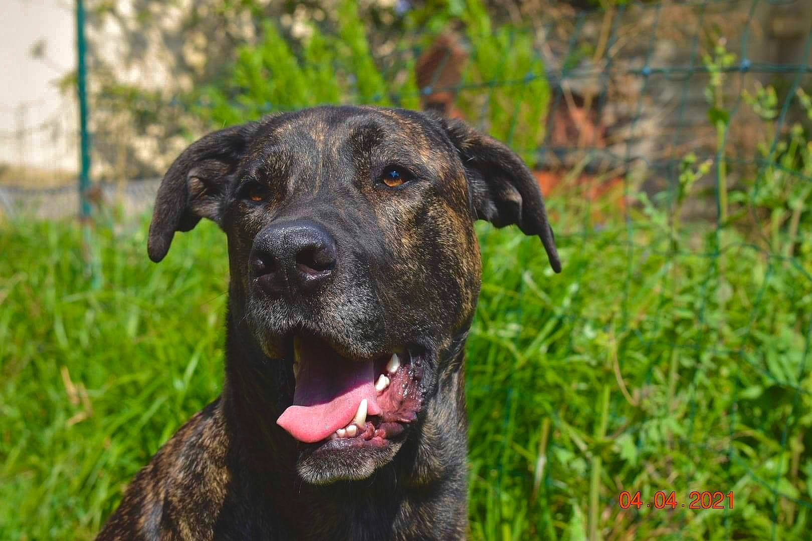 Outch a rejoint le concours — aidez-le/la à gagner de superbes lots ! borador, canidae, carnivore, collar, companion_dog, dog, dog_breed, dog_collar, fawn, grass, grassland, groundcover, guard_dog, plant, snout, sporting_group, terrestrial_animal, whiskers, working_animal, working_dog