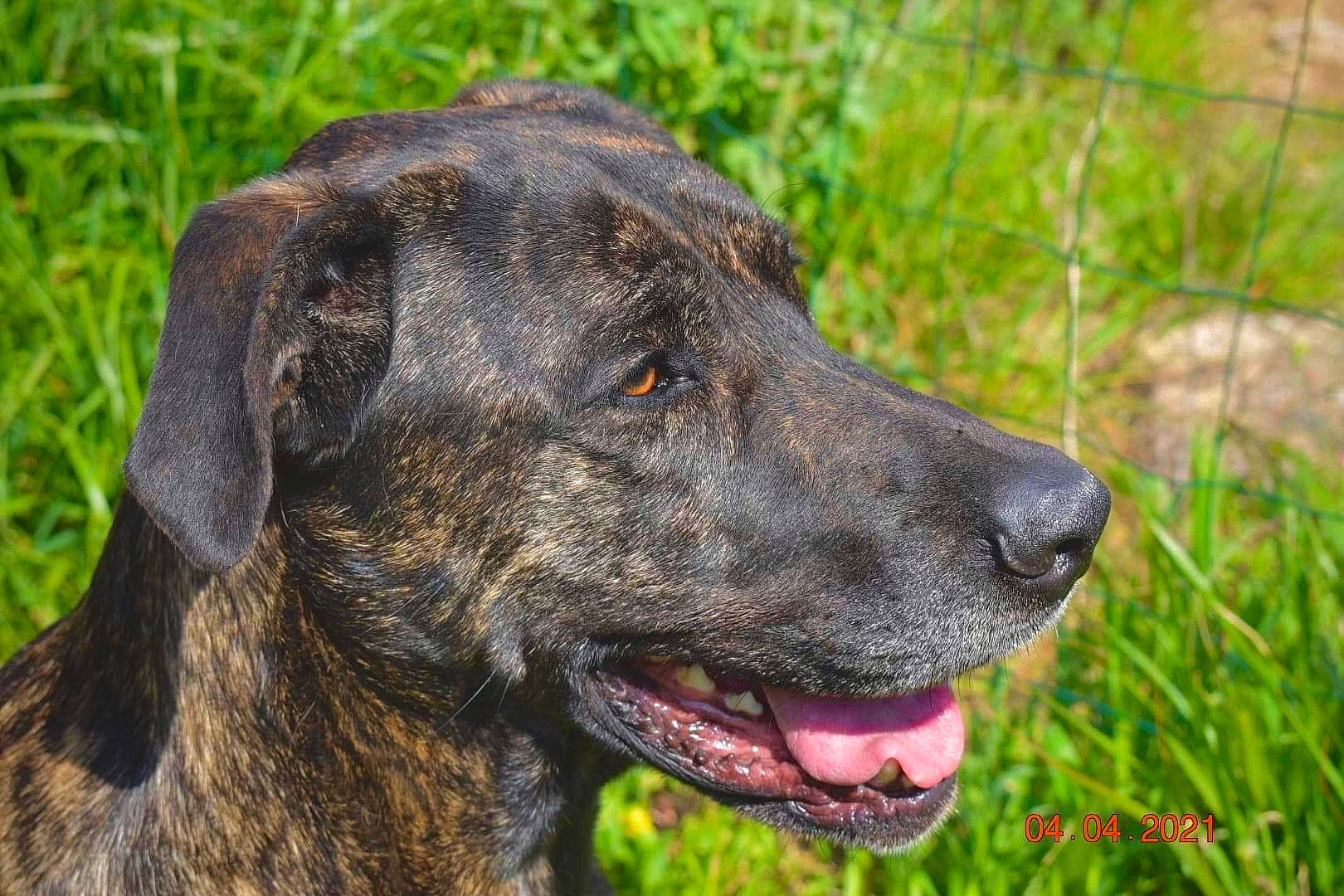 Outch a rejoint le concours — aidez-le/la à gagner de superbes lots ! borador, canidae, carnivore, collar, companion_dog, dog, dog_breed, dog_collar, event, fur, grass, guard_dog, gun_dog, liver, plant, retriever, snout, sporting_group, whiskers, working_animal