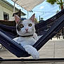 cat, hammock, outdoor, patio, furniture, wicker, shade, sky, clouds, relaxing, animal, pet, white_cat, curious, paws, collar, sunlight, tiles, backyard, leisure