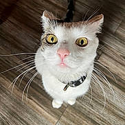 Sunny is registered to the contest to win money with this photo: cat, whiskers, close_up, curious, golden_eyes, pink_nose, pet, indoor, wood_floor, feline, animal, collar, tabby, white_fur, looking_up, portrait, cute, domestic_cat, pets, fur