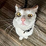 cat, whiskers, close_up, curious, golden_eyes, pink_nose, pet, indoor, wood_floor, feline, animal, collar, tabby, white_fur, looking_up, portrait, cute, domestic_cat, pets, fur