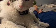 Sunny is registered to the contest to win money with this photo: cat, white_cat, tabby, pet, animal, indoor, closeup, fur, whiskers, ears, eyes, collar, relaxing, person, lap, blurred_background, bedroom, comfort, domestic_cat, cute