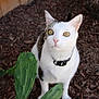 cat, animal, pet, outdoor, cactus, plant, wood_chips, fence, curious, white_fur, black_spots, collar, yellow_eyes, close_up, portrait, nature, garden, green, sunlight, fur