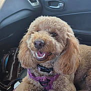 Coco Channel joined the competition — help win amazing prizes! dog, poodle, curly_fur, purple_harness, car_interior, car_seat, smiling, pet, animal, happy, fur, leash, window, side_mirror, door_handle, sunlight, seatbelt, brown, cute, domestic_animal