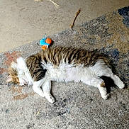 Samson joined the competition — help win amazing prizes! animal, carpet, cat, claws, cozy, cute, domestic_cat, fluffy, fur, indoor, mammal, pet, relaxed, resting, sleeping, snail_toy, tabby, toy, whiskers, white_fur