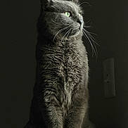 Mercury joined the competition — help win amazing prizes! animal, carpet, cat, closeup, dark_background, dramatic_lighting, fluffy_fur, furry, gray_cat, green_eyes, indoor, long_whiskers, looking_away, moody, pet, photography, pointed_ears, portrait, sitting, whiskers