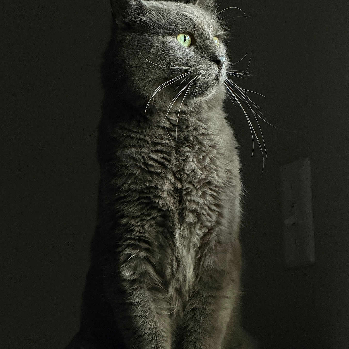 Mercury joined the competition — help win amazing prizes! animal, carpet, cat, closeup, dark_background, dramatic_lighting, fluffy_fur, furry, gray_cat, green_eyes, indoor, long_whiskers, looking_away, moody, pet, photography, pointed_ears, portrait, sitting, whiskers