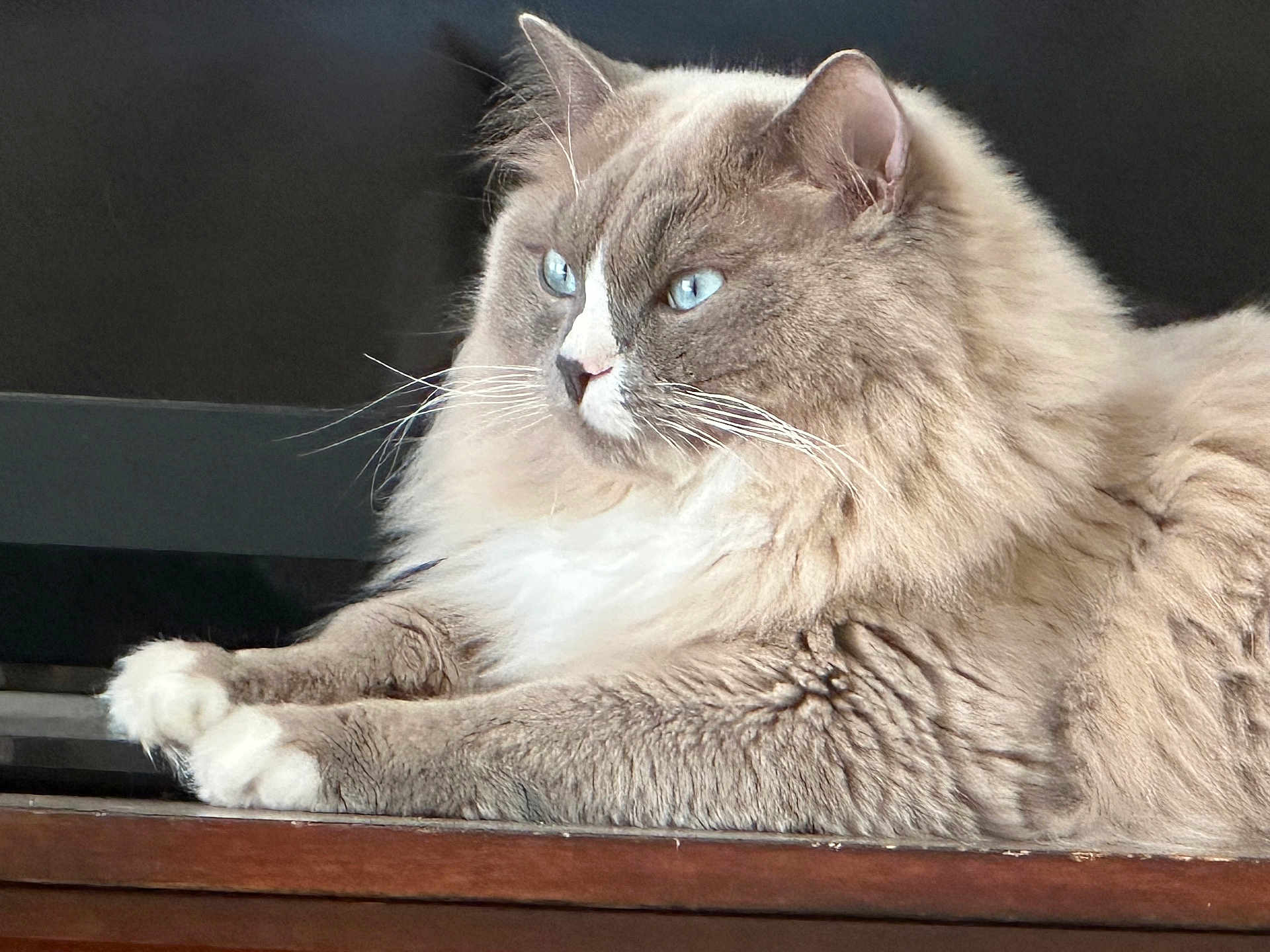 Groot joined the competition — help win amazing prizes! cat, fluffy, blue_eyes, whiskers, fur, pet, animal, portrait, closeup, indoor, wooden_surface, relaxed, mammal, feline, domestic_cat, cute, soft_light, side_view, resting, focused