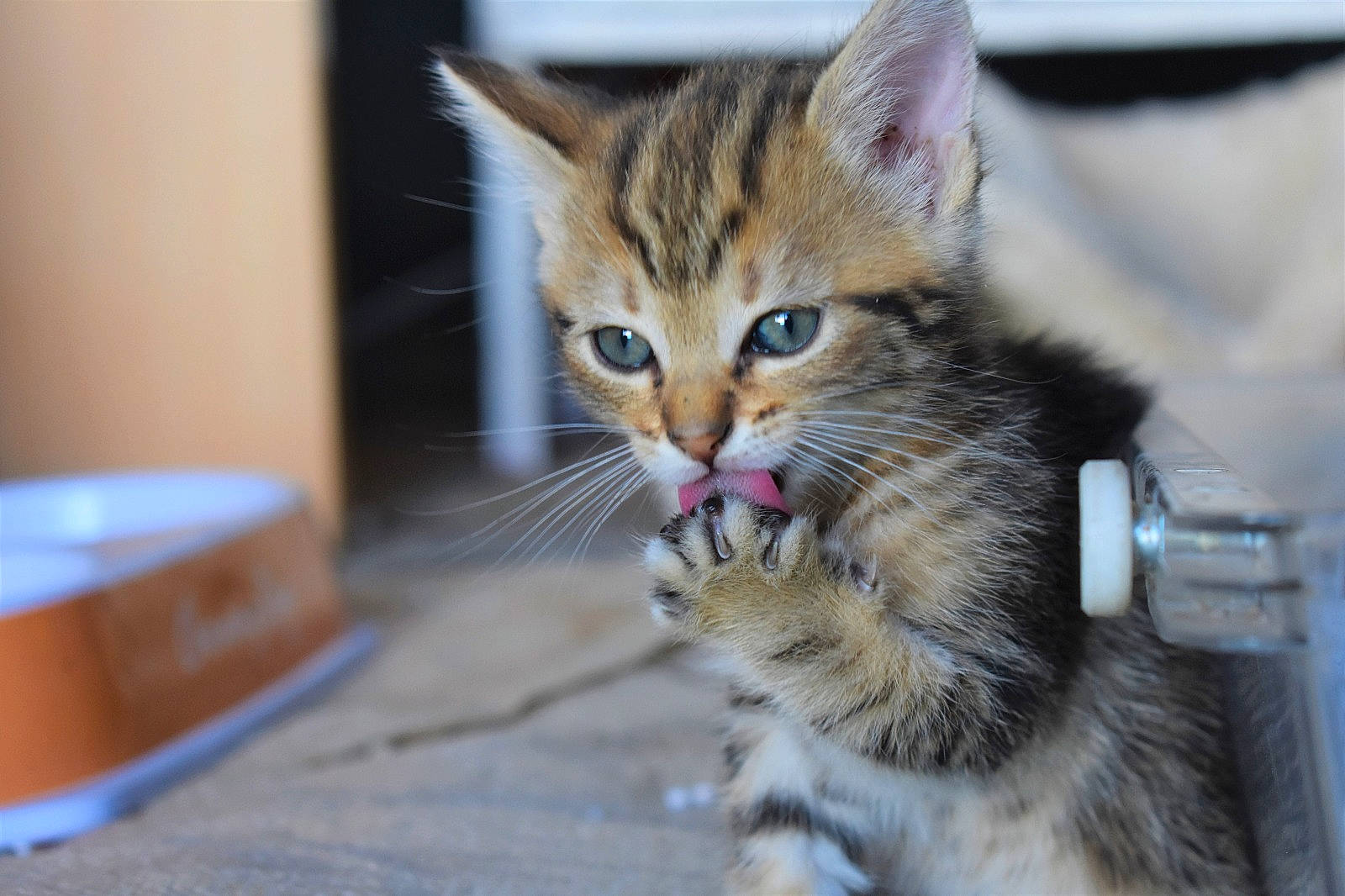 Chanel participe au concours pour gagner de l'argent avec cette photo : carnivore, cat, claw, domestic_short_haired_cat, felidae, foot, fur, paw, sitting, small_to_medium_sized_cats, snout, tail, terrestrial_animal, whiskers, wildlife
