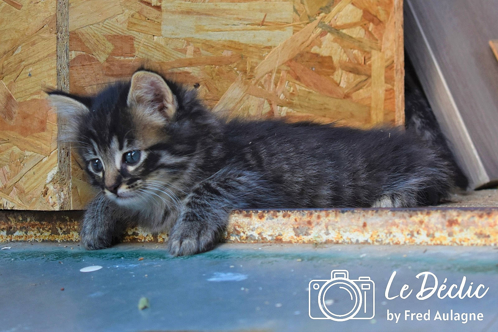 Tagada a rejoint le concours — aidez-le/la à gagner de superbes lots ! carnivore, cat, claw, domestic_short_haired_cat, felidae, fur, paw, photo_caption, sitting, small_to_medium_sized_cats, snout, tail, terrestrial_animal, whiskers, window, wood