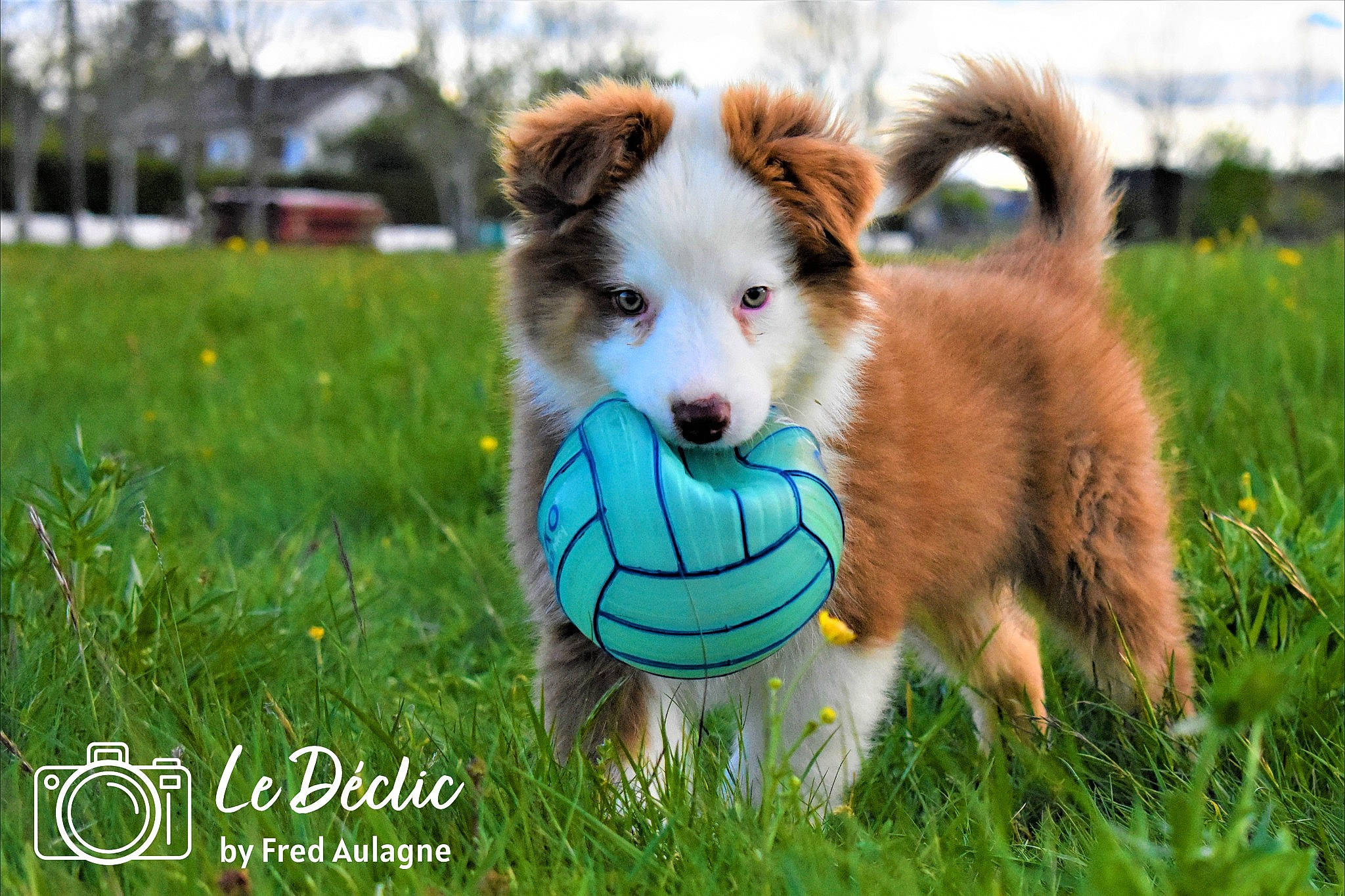 Scoobydoo a rejoint le concours — aidez-le/la à gagner de superbes lots ! ball, canidae, carnivore, companion_dog, dog, dog_agility, dog_breed, dog_supply, fawn, grass, happy, herding_dog, plant, smile, snout, sporting_group, toy, toy_dog, tree, whiskers