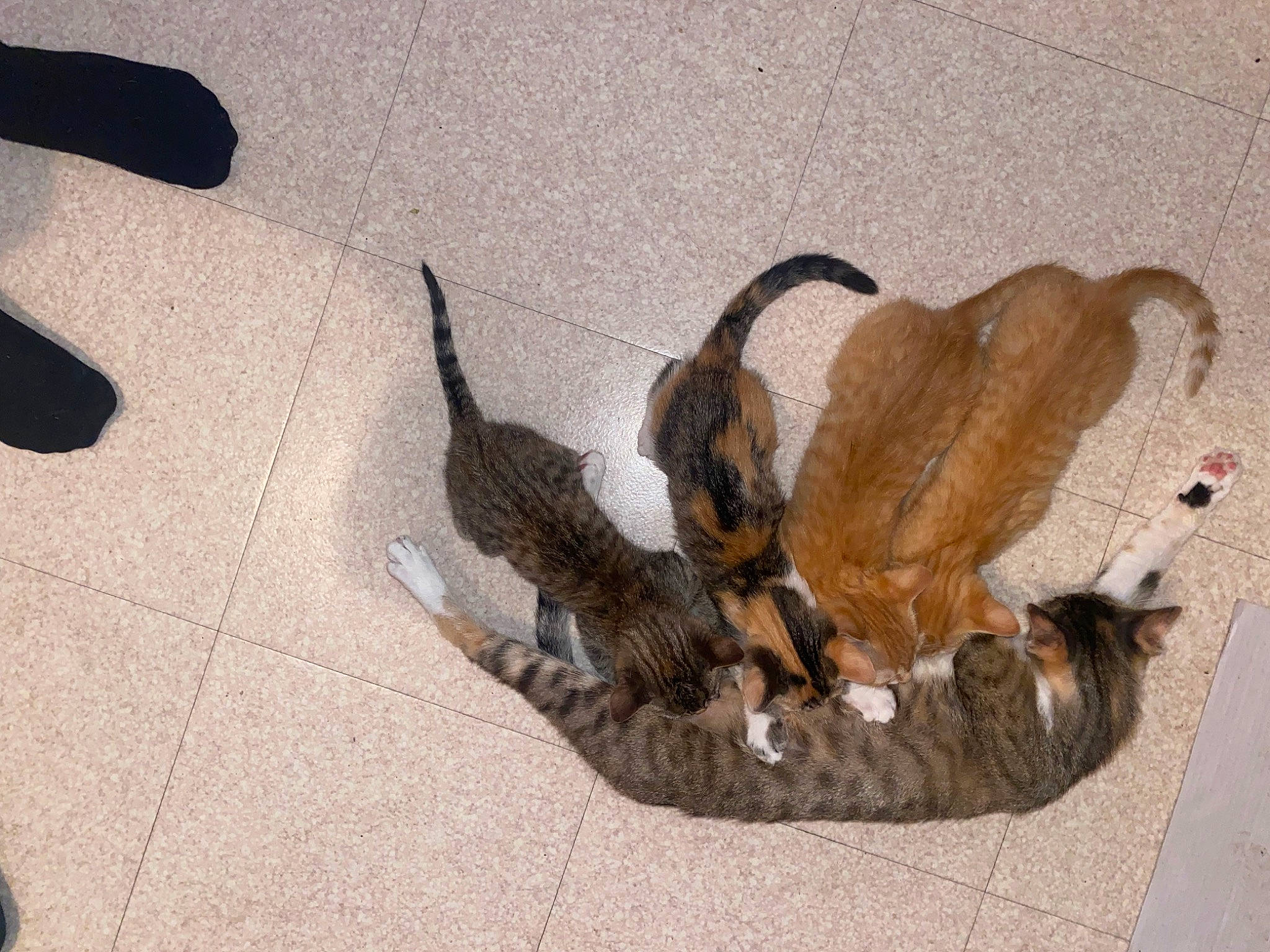 Nala participe au concours pour gagner de l'argent avec cette photo : beak, canidae, claw, dog_breed, fawn, feather, felidae, flooring, fur, paw, road_surface, shadow, small_to_medium_sized_cats, snout, sporting_group, tail, terrestrial_animal, wildlife, wing, wood