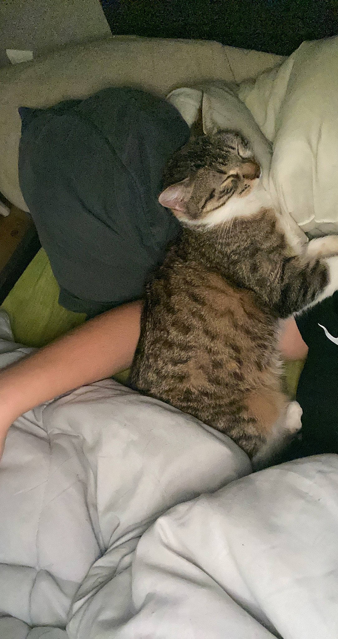 Nala a rejoint le concours — aidez-le/la à gagner de superbes lots ! carnivore, cat, comfort, domestic_short_haired_cat, fawn, felidae, grey, human_leg, knee, lap, linens, mammal, nail, paw, small_to_medium_sized_cats, snout, tail, textile, thigh, whiskers