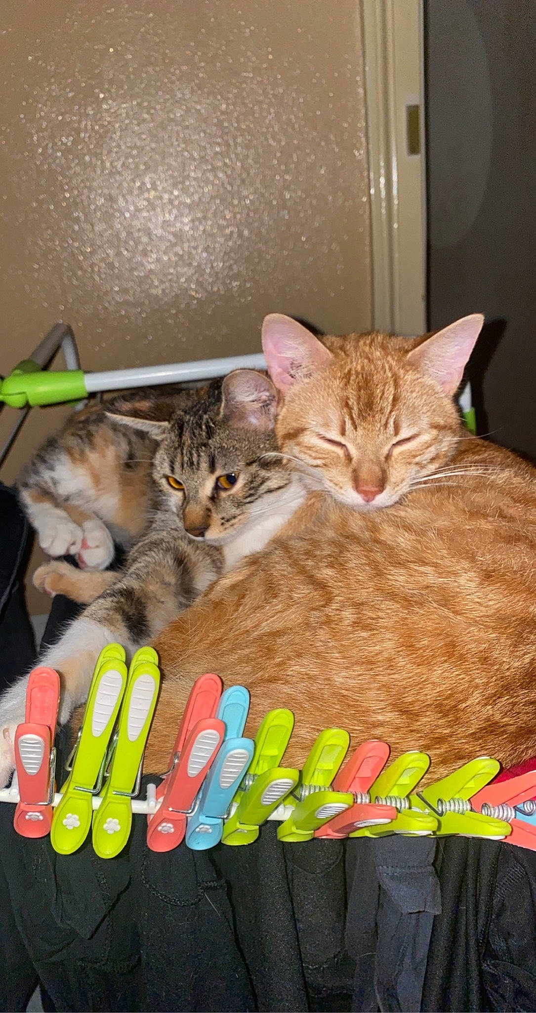 Nala participe au concours pour gagner de l'argent avec cette photo : carnivore, cat, cat_supply, comfort, domestic_short_haired_cat, felidae, fur, paw, pet_supply, small_to_medium_sized_cats, tail, whiskers