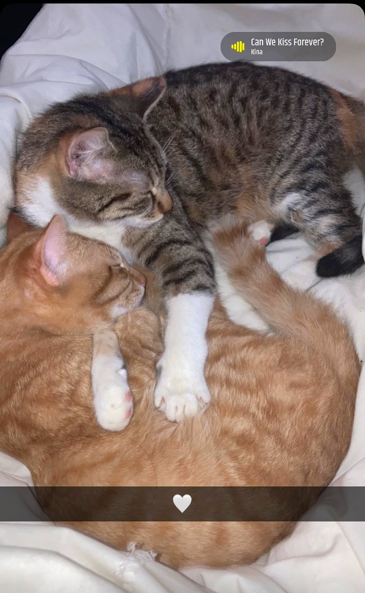 Nala participe au concours pour gagner de l'argent avec cette photo : brown, carnivore, cat, claw, comfort, domestic_short_haired_cat, fawn, felidae, fur, hardwood, mammal, nap, paw, sleep, small_to_medium_sized_cats, snout, tail, vertebrate, whiskers, wood