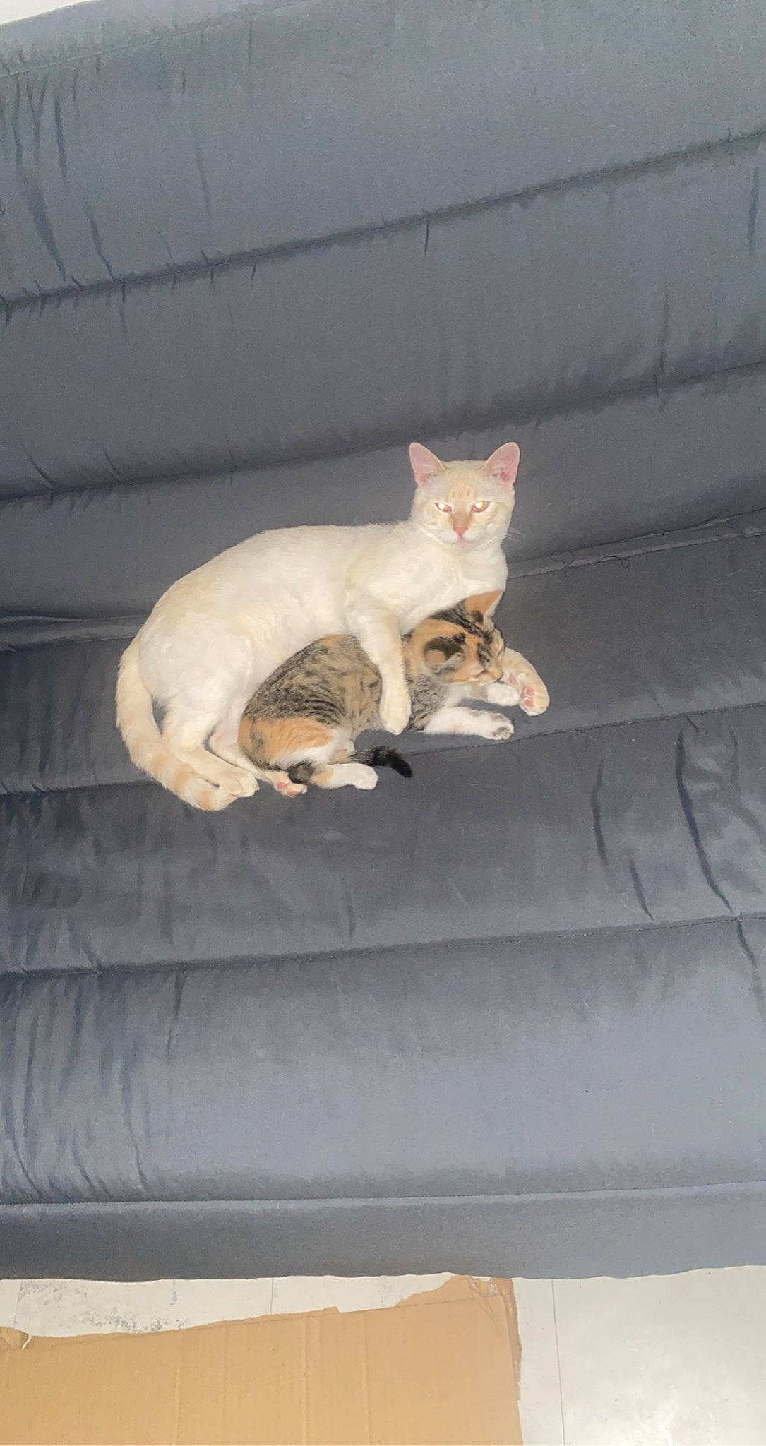 Bounty a rejoint le concours — aidez-le/la à gagner de superbes lots ! canidae, carnivore, cat, cat_supply, comfort, companion_dog, dog_breed, domestic_short_haired_cat, fawn, felidae, fur, grey, nap, paw, sitting, small_to_medium_sized_cats, snout, tail, whiskers, wood