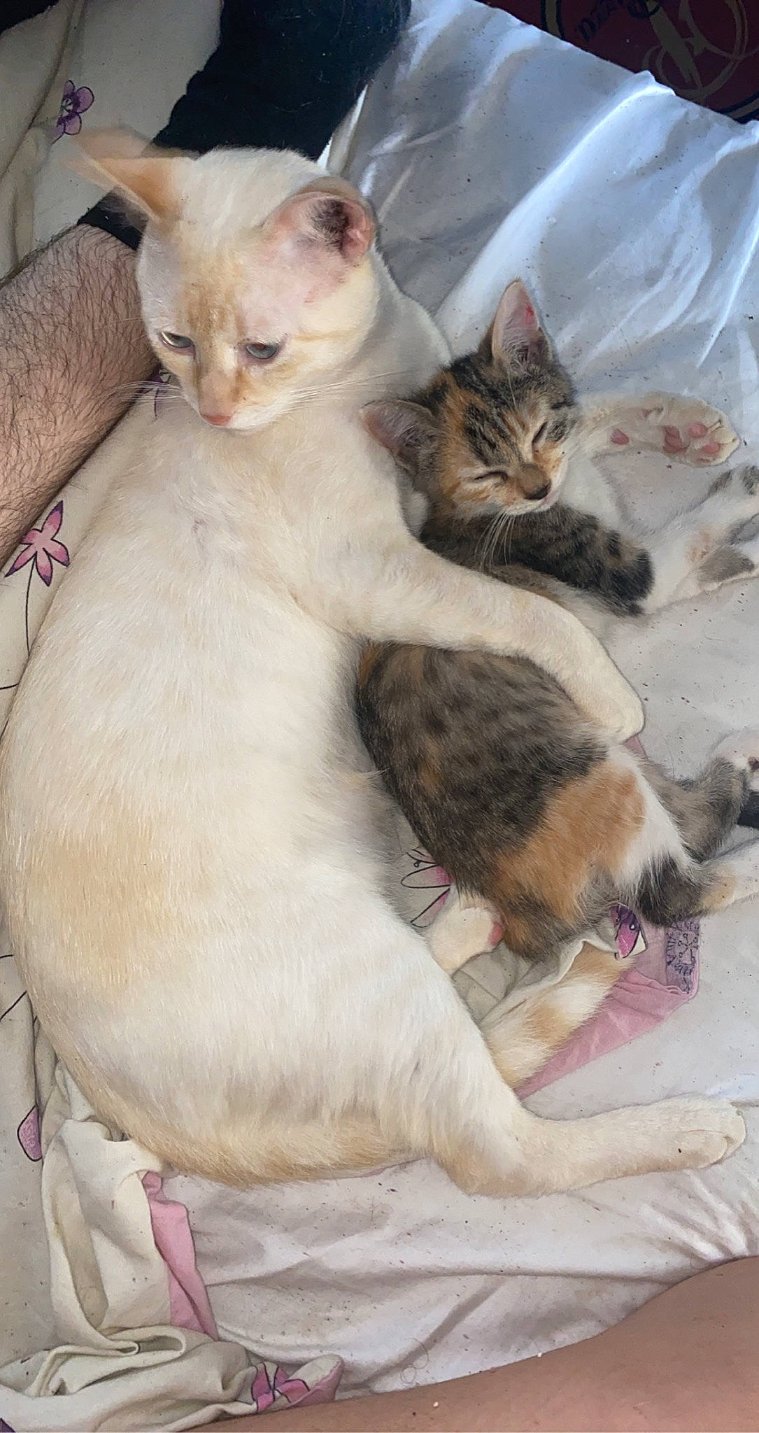 Bounty participe au concours pour gagner de l'argent avec cette photo : carnivore, cat, cat_supply, claw, comfort, domestic_short_haired_cat, fawn, felidae, fur, mammal, paw, pet_supply, small_to_medium_sized_cats, tail, terrestrial_animal, vertebrate, whiskers