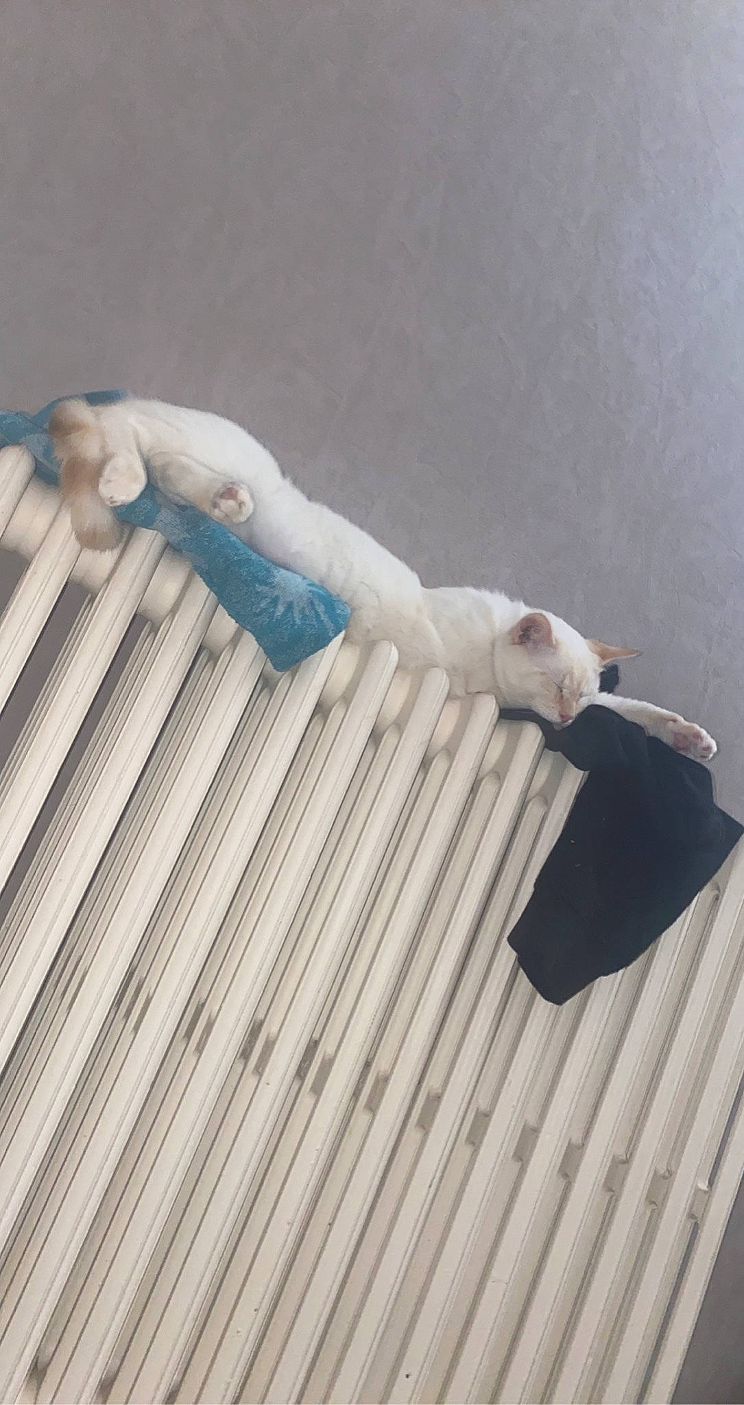 Bounty participe au concours pour gagner de l'argent avec cette photo : ceiling, electric_blue, fashion_accessory, feather, finger, flooring, foot, glove, grey, hardwood, human_leg, knee, linens, pattern, roof, siding, textile, thigh, wing, wood