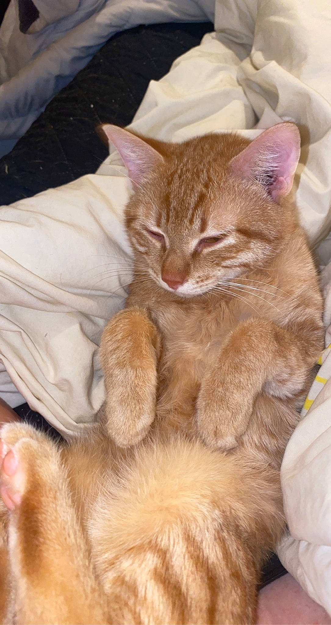 Tigrou participe au concours pour gagner de l'argent avec cette photo : carnivore, cat, claw, comfort, domestic_short_haired_cat, ear, fawn, felidae, fur, gesture, nail, nap, paw, small_to_medium_sized_cats, snout, tail, terrestrial_animal, whiskers, wildlife, wrinkle