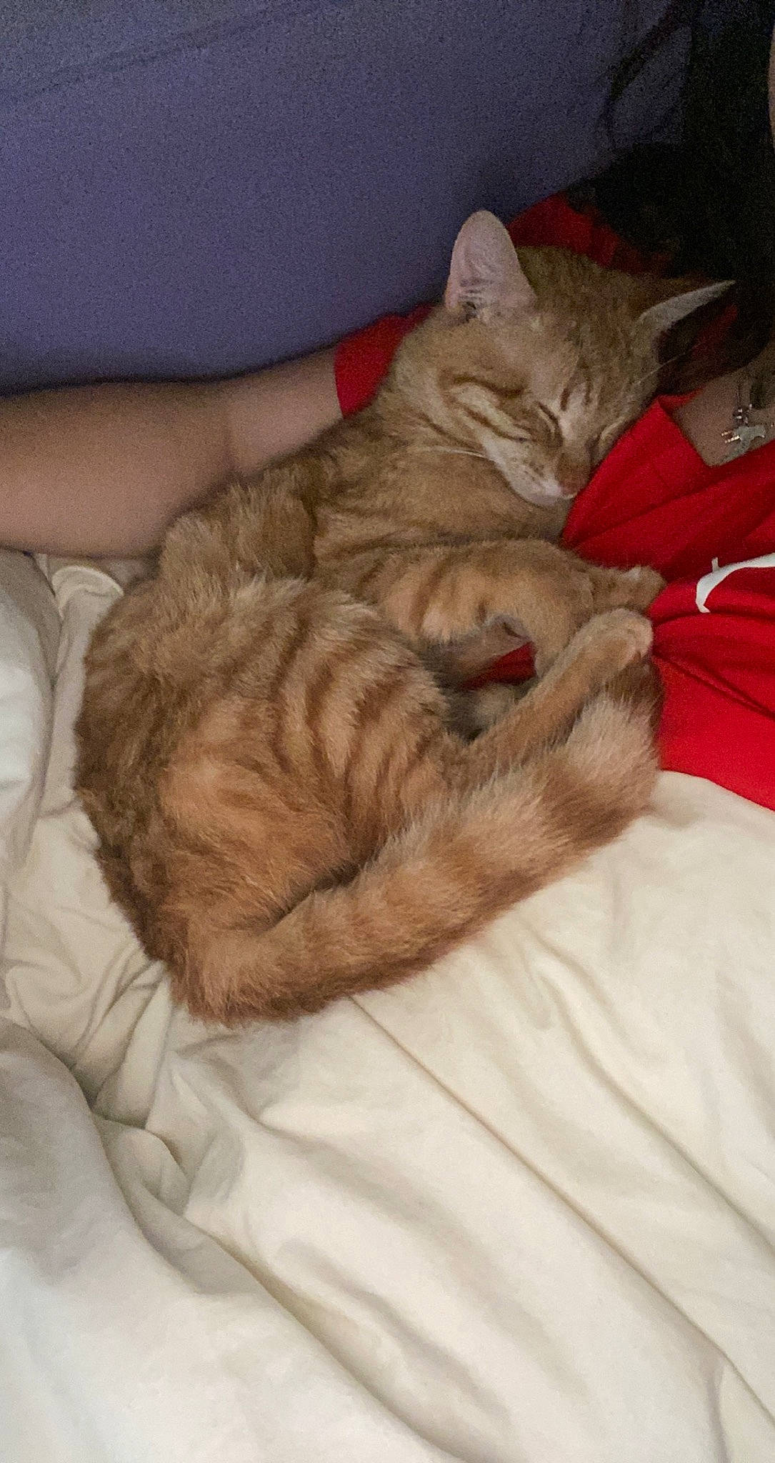 Tigrou participe au concours pour gagner de l'argent avec cette photo : bedding, bedtime, carnivore, cat, claw, comfort, domestic_short_haired_cat, duvet, fawn, felidae, fur, linens, nap, paw, sleep, small_to_medium_sized_cats, snout, tail, whiskers, wrinkle