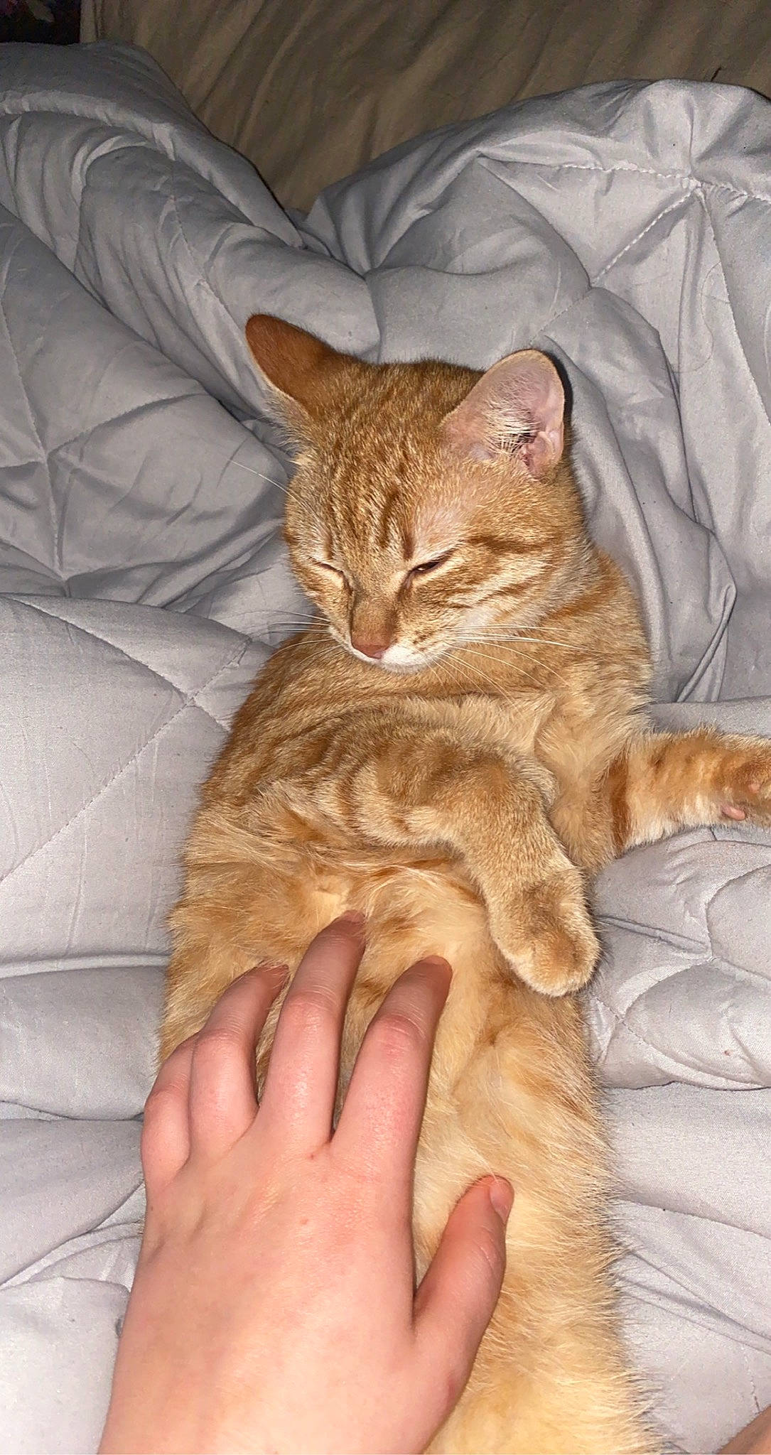 Tigrou a rejoint le concours — aidez-le/la à gagner de superbes lots ! carnivore, cat, claw, comfort, domestic_short_haired_cat, eye, fawn, felidae, foot, fur, human_leg, linens, paw, small_to_medium_sized_cats, snout, tail, terrestrial_animal, whiskers, wood, wrinkle