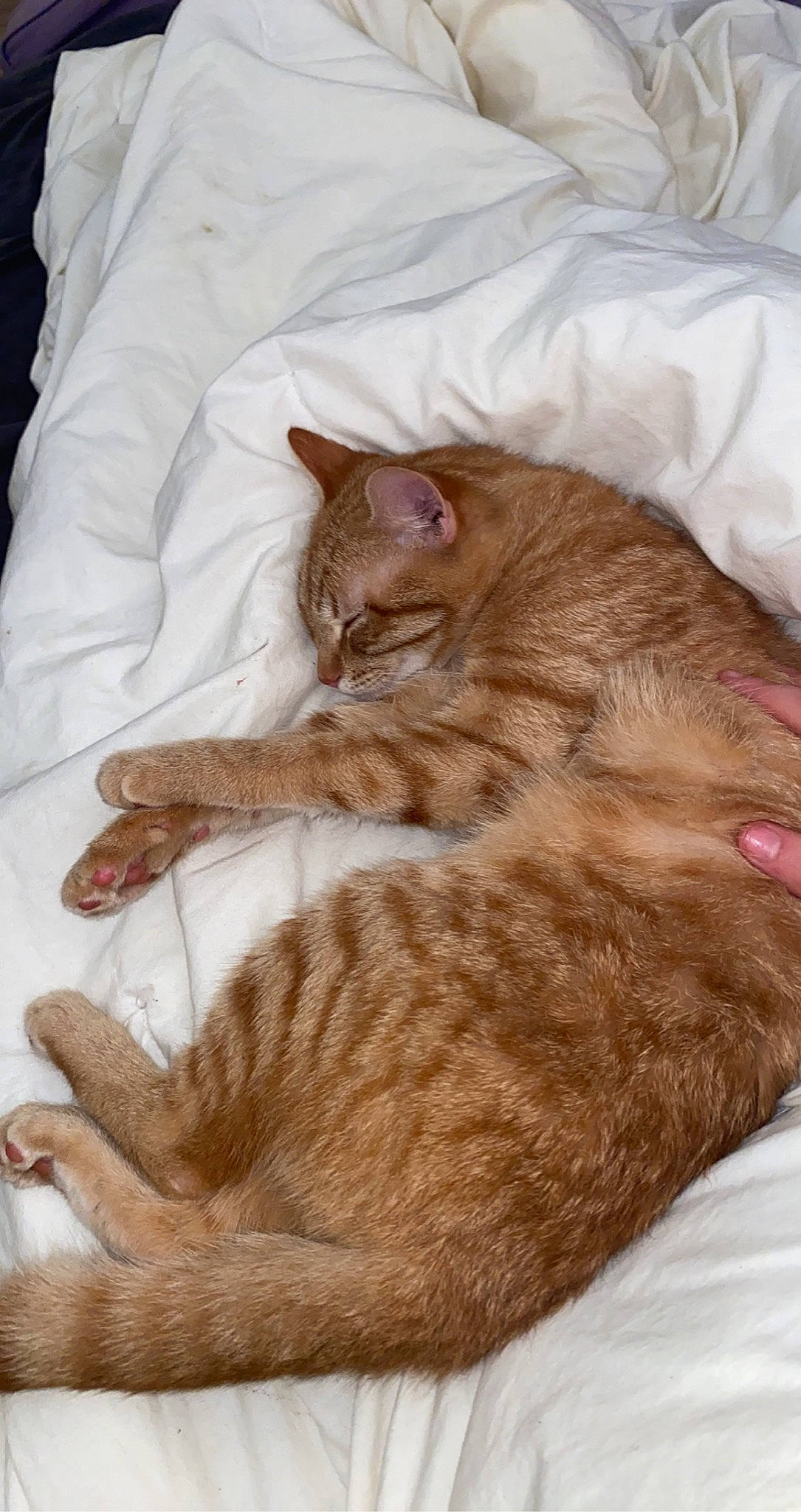 Tigrou a rejoint le concours — aidez-le/la à gagner de superbes lots ! brown, carnivore, cat, claw, comfort, domestic_short_haired_cat, fawn, felidae, fur, linens, nap, paw, sleep, small_to_medium_sized_cats, snout, tail, terrestrial_animal, textile, whiskers, wood