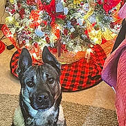 Ranger is registered to the contest to win money with this photo: dog, christmas_tree, holiday, decorations, ribbons, lights, berries, carpet, indoor, pet, festive, red, gold, brown, black, fur, ears, sitting, portrait, home