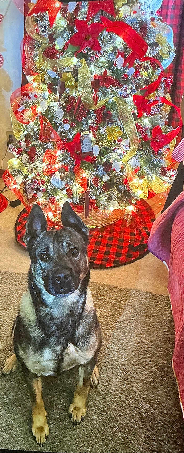 Ranger is registered to the contest to win money with this photo: dog, christmas_tree, holiday, decorations, ribbons, lights, berries, carpet, indoor, pet, festive, red, gold, brown, black, fur, ears, sitting, portrait, home