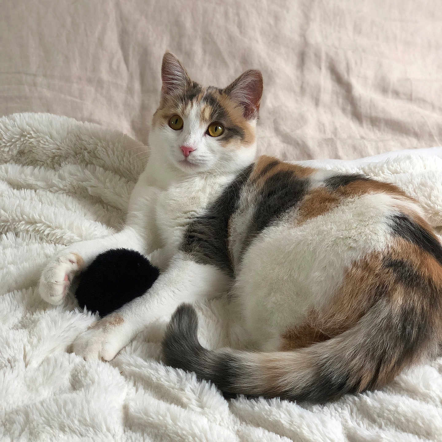 Mia a rejoint le concours — aidez-le/la à gagner de superbes lots ! animal, bed, calico, cat, cozy, curious, domestic, ears, feline, fur, indoor, paws, pet, relaxed, resting, soft_texture, tail, toy, whiskers, white_blanket