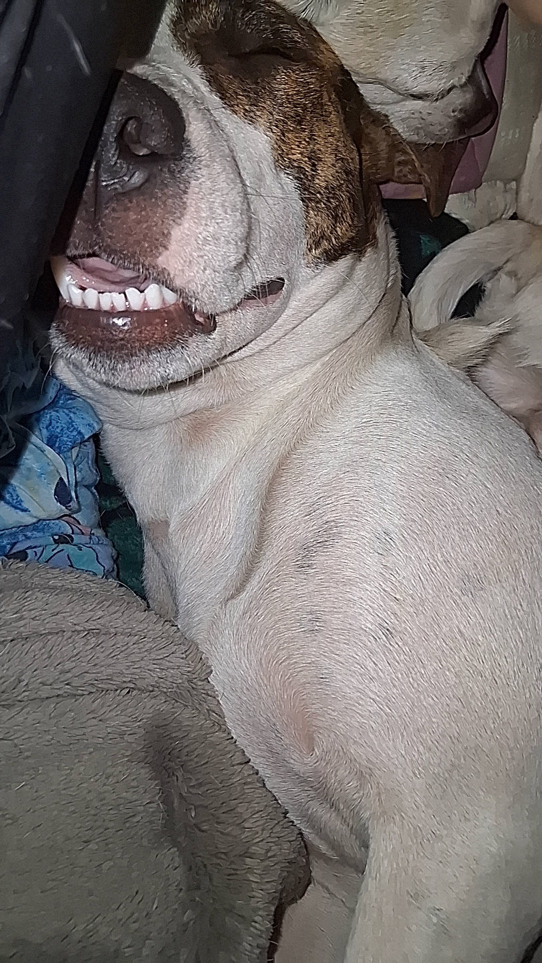 Minnie Moo joined the competition — help win amazing prizes! animal, bed, blanket, brindle, bulldog, closeup, cozy, dog, funny_expression, happy, indoors, lying_down, pet, portrait, sitting, smiling, tail, teeth, white_fur, wrinkles