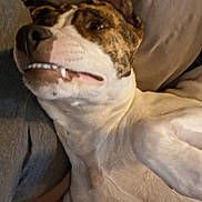 Minnie Moo is registered to the contest to win money with this photo: animal, brindle, brown_fur, close_up, couch, dog, face, floppy_ears, funny_expression, humor, indoor, lying_down, pet, portrait, relaxed, short_hair, soft_lighting, teeth, toothy_grin, white_fur