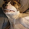 dog, brindle, white_fur, close_up, portrait, face, teeth, toothy_grin, funny_expression, floppy_ears, brown_fur, short_hair, pet, couch, indoor, relaxed, lying_down, soft_lighting, animal, humor