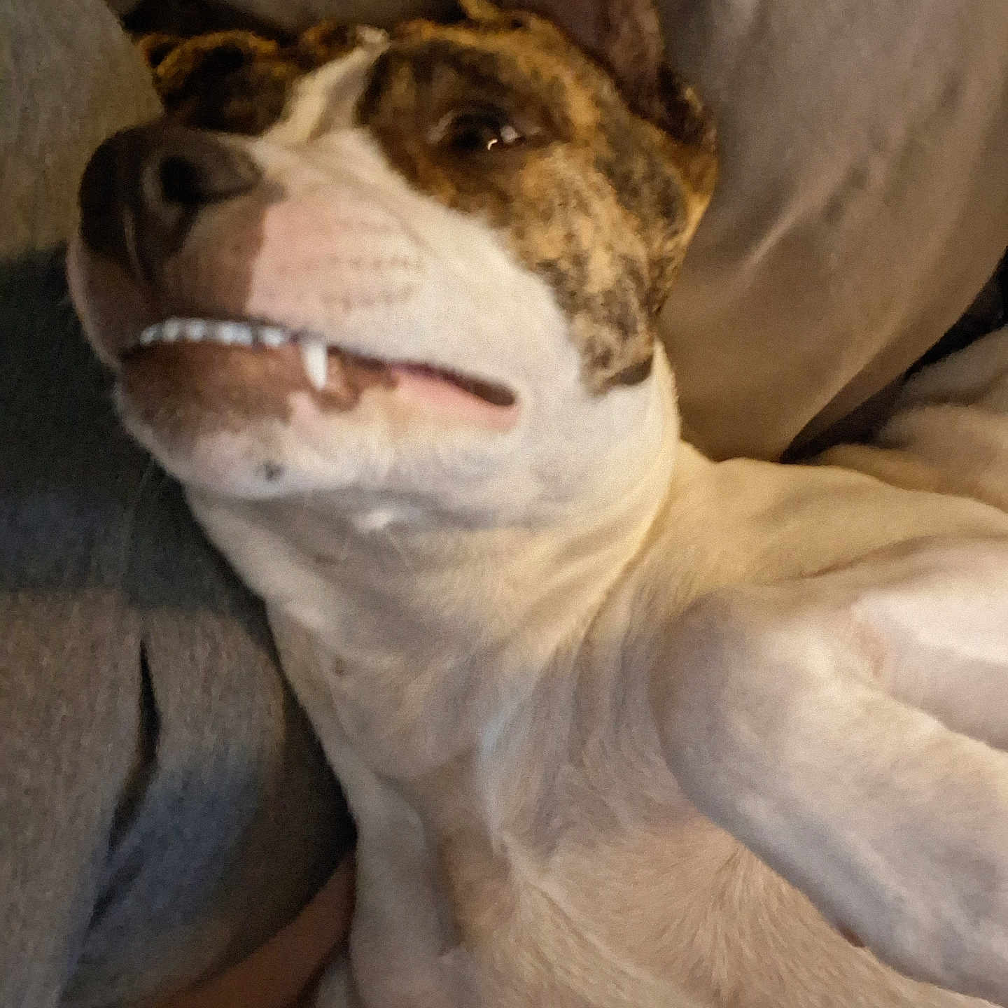 Minnie Moo