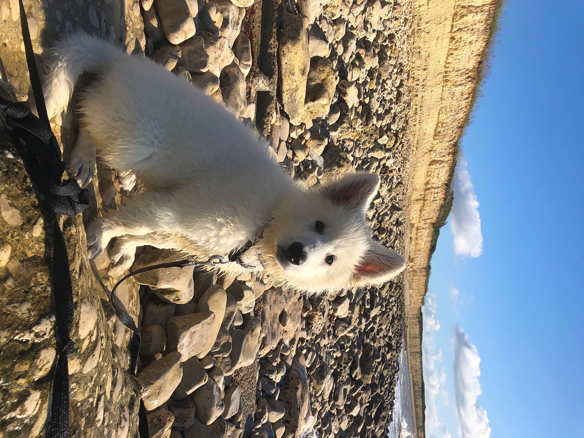 Saphyre participe au concours pour gagner de l'argent avec cette photo : carnivore, cloud, dog, dog_breed, fawn, freezing, fur, ice_cap, landscape, line, plant, sky, snout, snow, tree, trunk, twig, wildlife, winter, wood