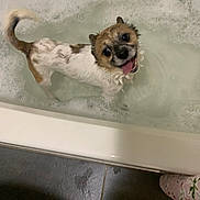 Hector joined the competition — help win amazing prizes! dog, bathtub, bubbles, water, wet, happy, tongue_out, small_dog, looking_up, pet, indoor, floor, tile_floor, bath, playful, smiling, fur, paw, tail, bath_time