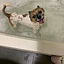 dog, bathtub, bubbles, water, wet, happy, tongue_out, small_dog, looking_up, pet, indoor, floor, tile_floor, bath, playful, smiling, fur, paw, tail, bath_time