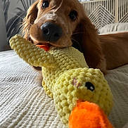 June a rejoint le concours — aidez-le/la à gagner de superbes lots ! dog, golden_retriever, puppy, toy, stuffed_animal, bed, white_bedspread, indoor, pet, playful, chewing, knitted_toy, yellow_duck, orange_beak, headboard, leaf_pattern_wallpaper, closeup, cute, animal, domestic