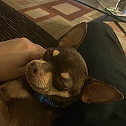Twix is registered to the contest to win money with this photo: dog, sleeping, brown_dog, small_dog, lap, hand, relaxation, indoor, carpet, glass_table, home, pet, cozy, animal, resting, canine, collar, close_up, cute, content