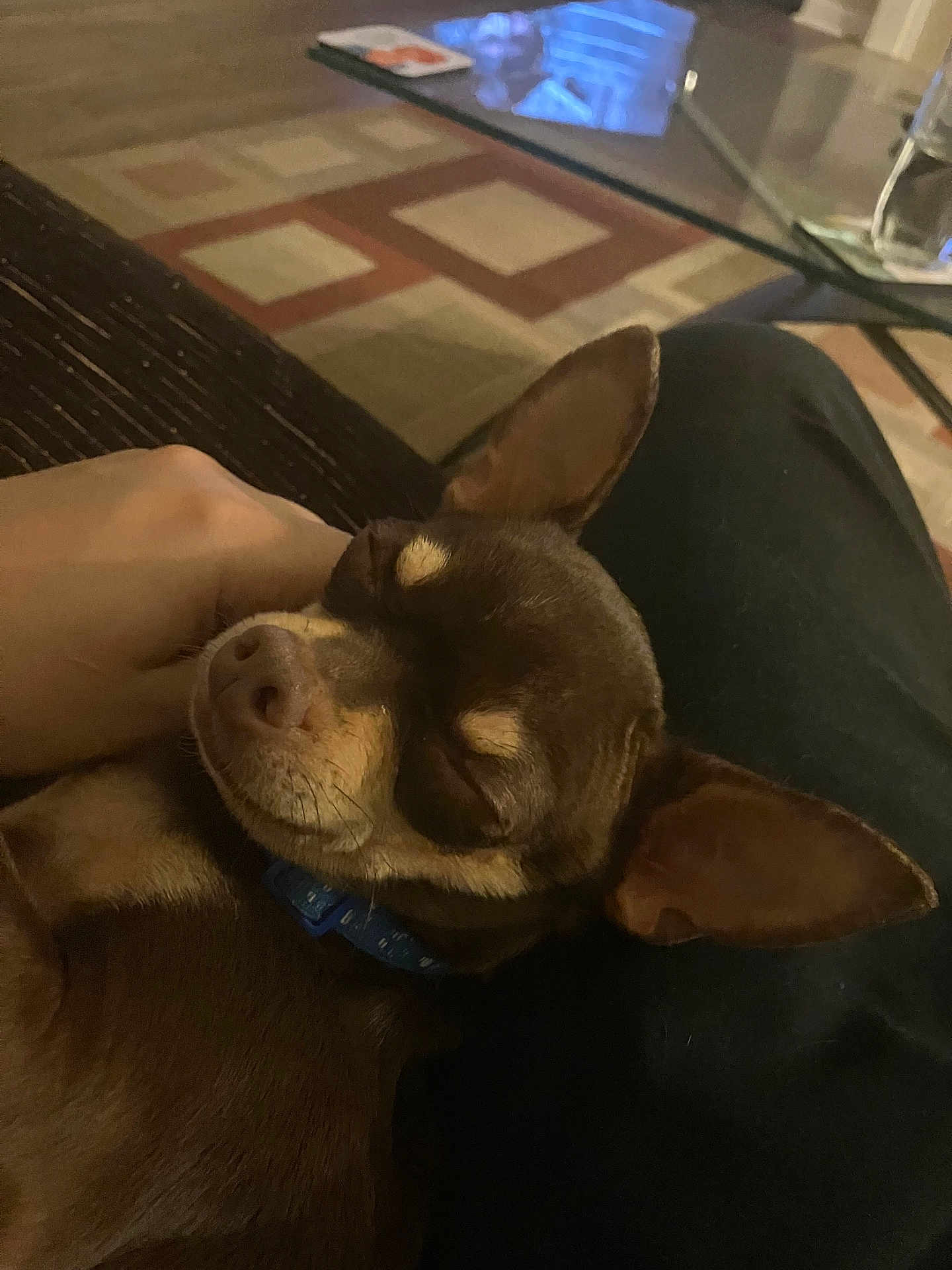 Twix is registered to the contest to win money with this photo: dog, sleeping, brown_dog, small_dog, lap, hand, relaxation, indoor, carpet, glass_table, home, pet, cozy, animal, resting, canine, collar, close_up, cute, content