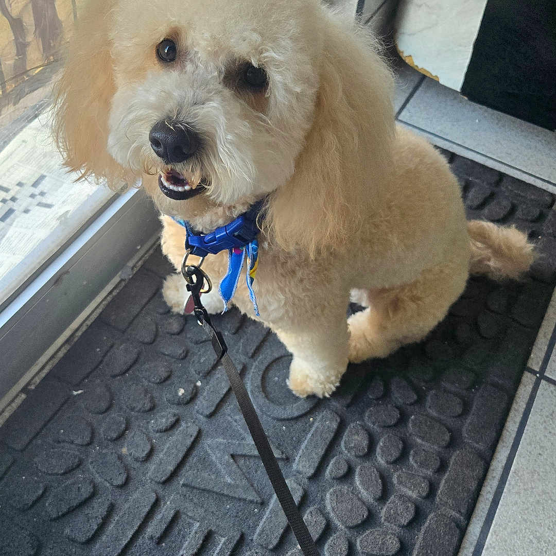 Rigo is registered to the contest to win money with this photo: animal, blue_collar, collar, companion, cute, dog, fluffy, friendly, glass_door, home, indoor, leash, light_fur, looking_up, mat, pet, portrait, small_dog, tile_floor, waiting