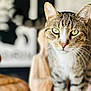 cat, tabby_cat, pet, animal, domestic_animal, feline, whiskers, close_up, portrait, green_eyes, fur, indoor, curious, looking_at_camera, blurred_background, soft_light, warm_tones, focus, cute, companion