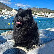 Praline a rejoint le concours — aidez-le/la à gagner de superbes lots ! dog, pomeranian, black_dog, fluffy, tongue_out, waterfront, boats, blue_sky, mountains, stone_ledge, sunny, outdoor, pet, smiling, leash, nature, summer, happy, animal, travel