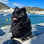 dog, pomeranian, black_dog, fluffy, tongue_out, waterfront, boats, blue_sky, mountains, stone_ledge, sunny, outdoor, pet, smiling, leash, nature, summer, happy, animal, travel
