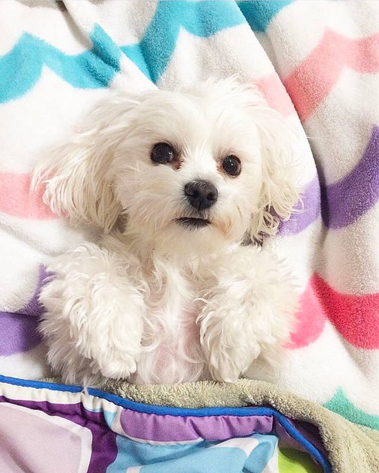 Jingles joined the competition — help win amazing prizes! bichon, bolognese, bolonka, canidae, carnivore, chinese_imperial_dog, companion_dog, dog, dog_breed, maltepoo, maltese, mammal, pekapoo, puppy, puppy_love, schnoodle, shih_poo, shih_tzu, snout, vertebrate